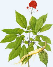 ginseng