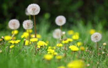 dandelion