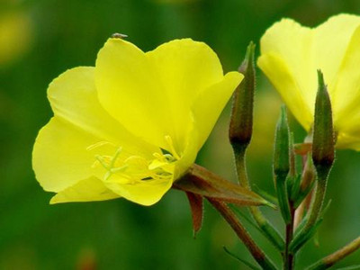 Evening Primrose