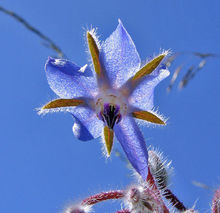 Borage