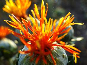 Safflower