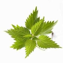 nettle