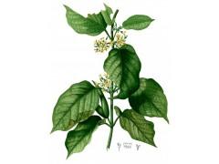 Gymnema Sylvestre