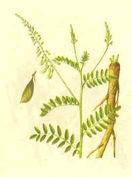 Astragalus