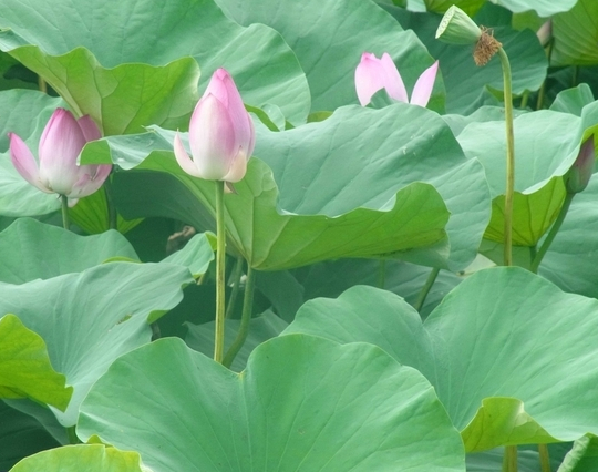 Lotus Leaf