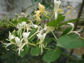 Honeysuckle Flower