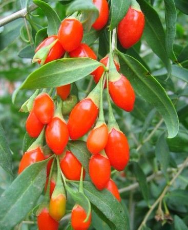 wolfberry Goji