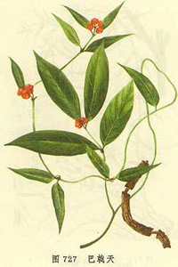 Radix Morinda Officinalis