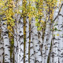 white birch