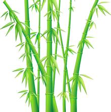 bamboo